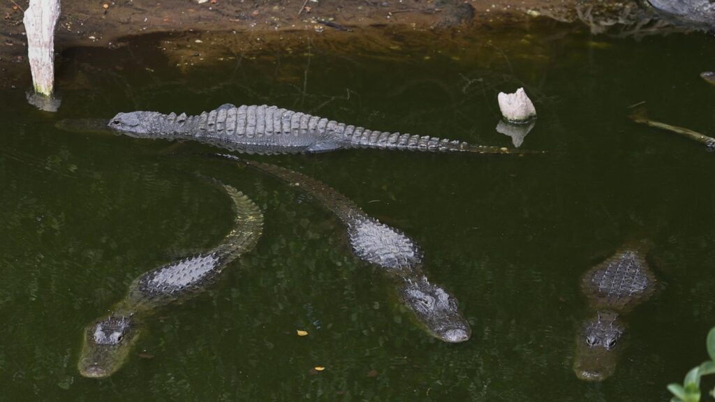 ‘Alligator Alcatraz’ Detention Center Poses Serious Risks to Immigrants Beyond Just Alligators